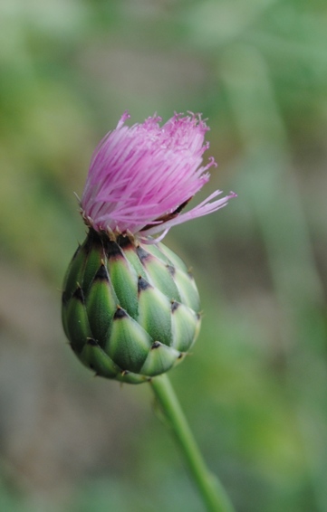 Mantisalca duriaei / Fiordaliso di Durieu