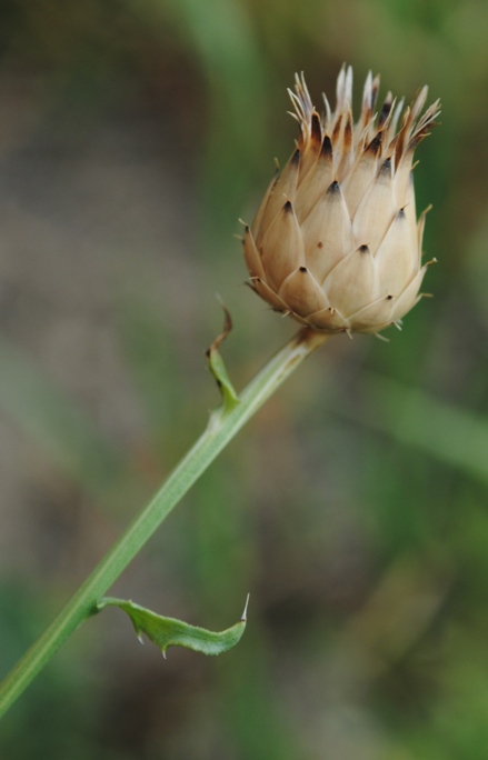 Mantisalca duriaei / Fiordaliso di Durieu