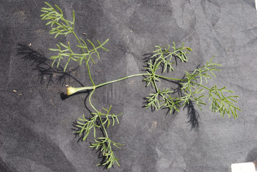 Ferulago campestris / Ferula finocchiazzo
