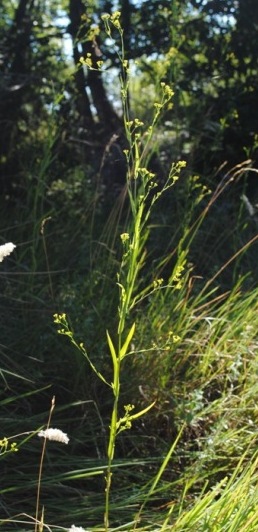 Bupleurum praealtum / Bupleuro lino-selvatico