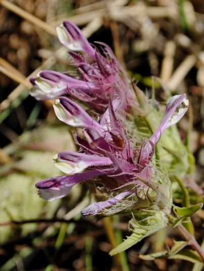 Melampyrum