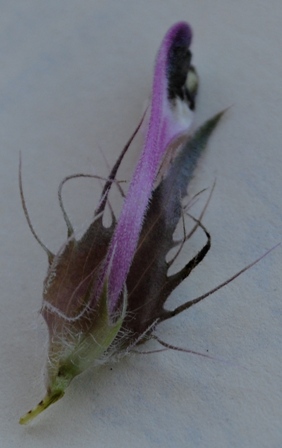 Melampyrum