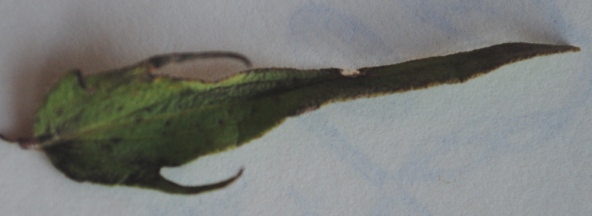 Melampyrum