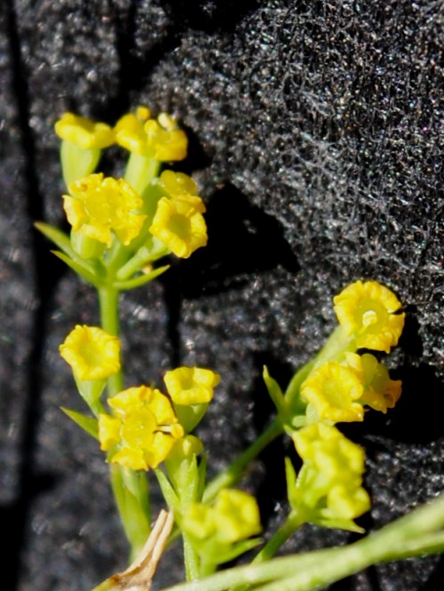 Bupleurum praealtum / Bupleuro lino-selvatico