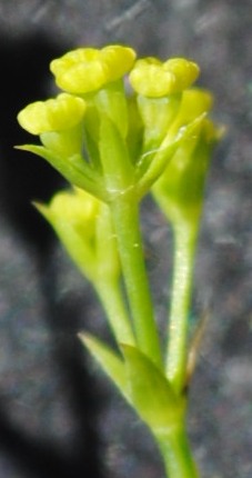 Bupleurum praealtum / Bupleuro lino-selvatico