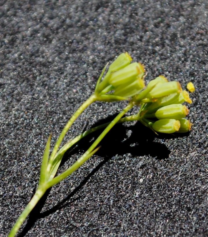 Bupleurum praealtum / Bupleuro lino-selvatico