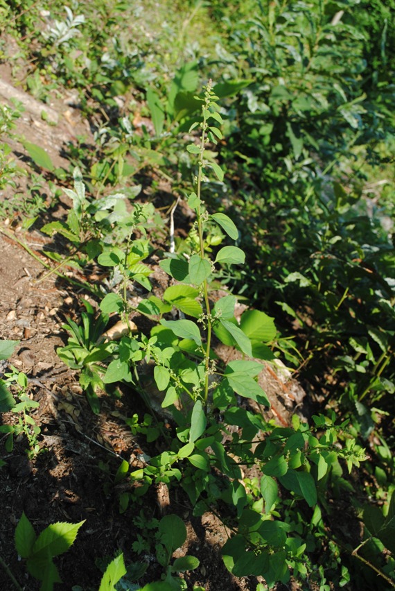 Lipandra polysperma / Farinello polisporo
