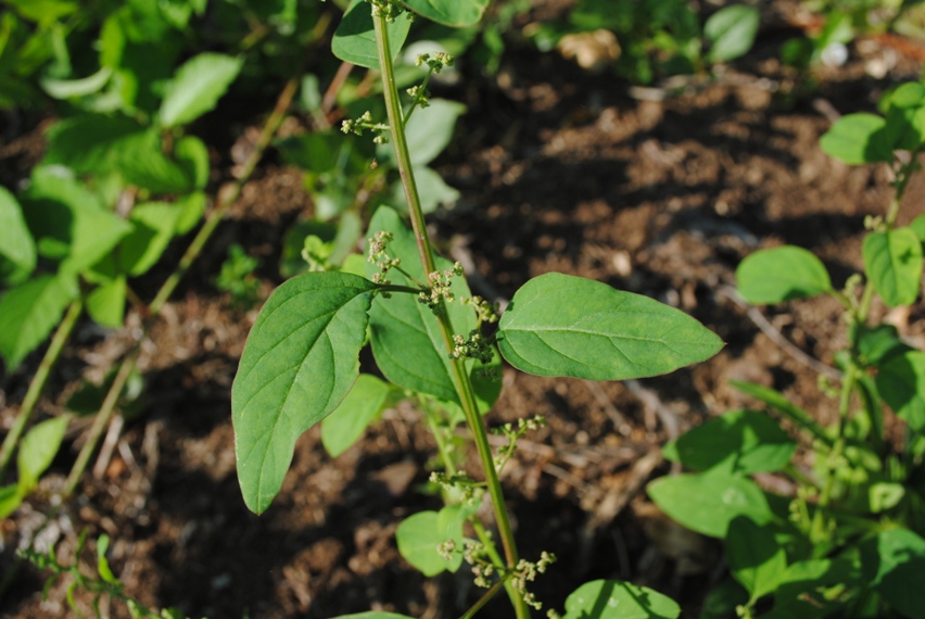 Lipandra polysperma / Farinello polisporo