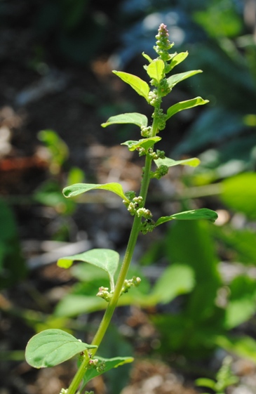 Lipandra polysperma / Farinello polisporo