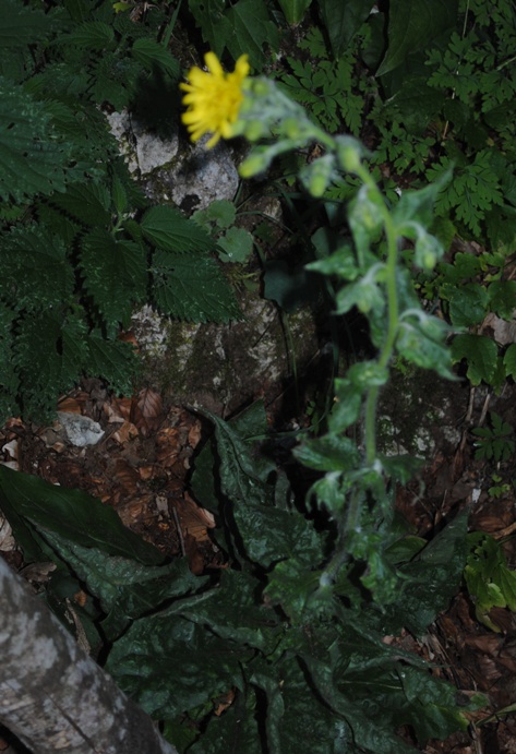 Hieracium?
