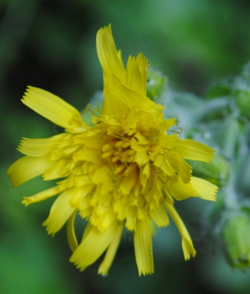 Hieracium?