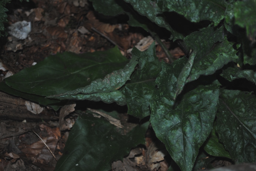 Hieracium?