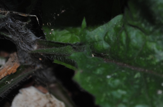 Hieracium?