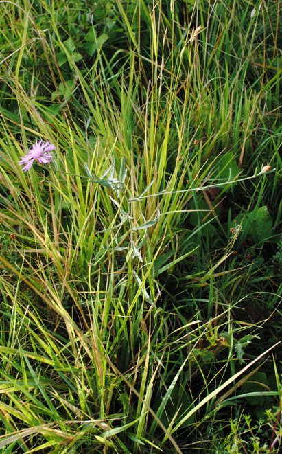 Centaurea jacea s.l.