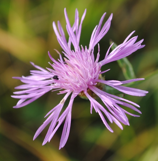 Centaurea jacea s.l.