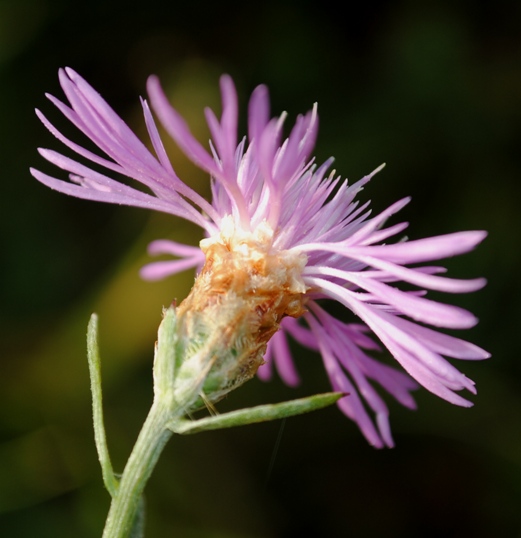 Centaurea jacea s.l.