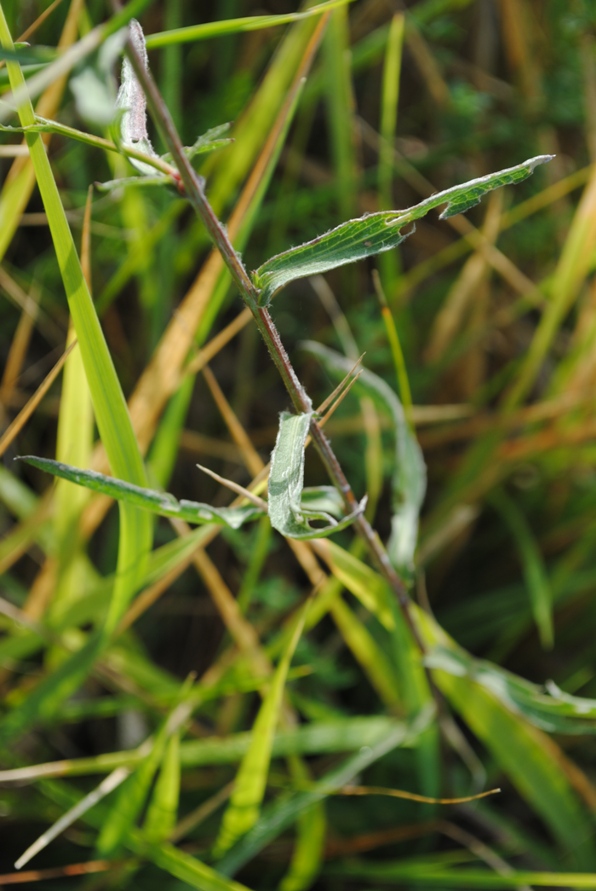 Centaurea jacea s.l.