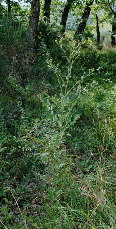 Jacobaea erucifolia / Senecione serpeggiante