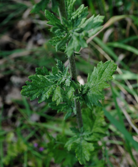 Jacobaea erucifolia / Senecione serpeggiante