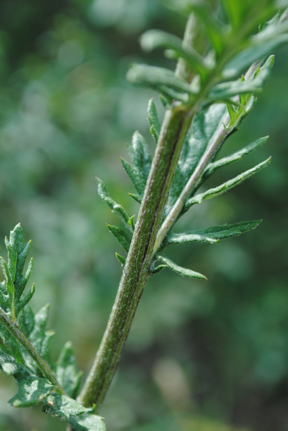 Jacobaea erucifolia / Senecione serpeggiante