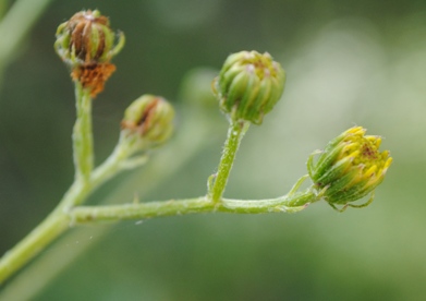 Jacobaea erucifolia / Senecione serpeggiante