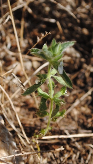 Sideritis romana