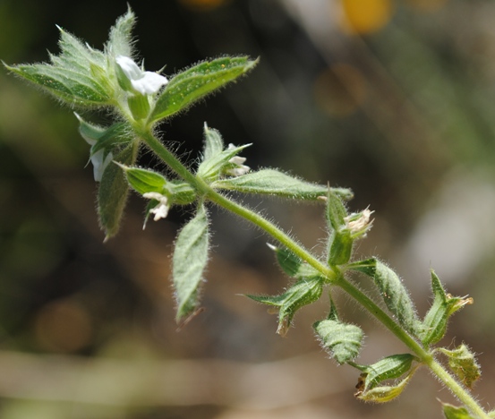 Sideritis romana