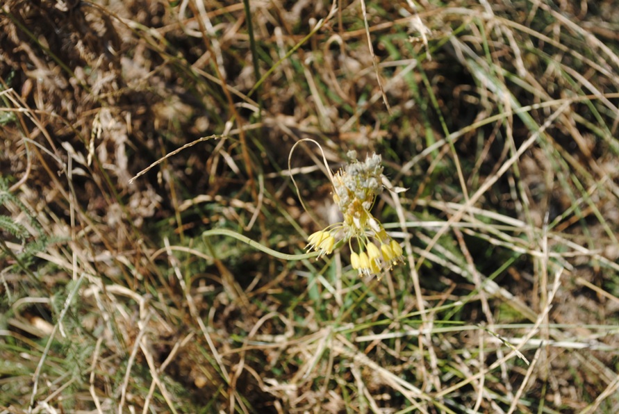 Allium flavum / Aglio giallo