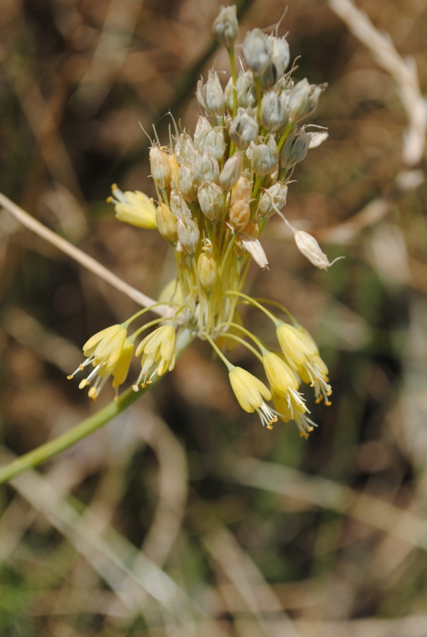 Allium flavum / Aglio giallo