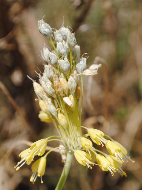 Allium flavum / Aglio giallo