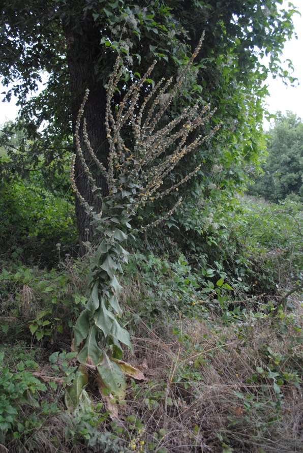 Verbascum mallophorum