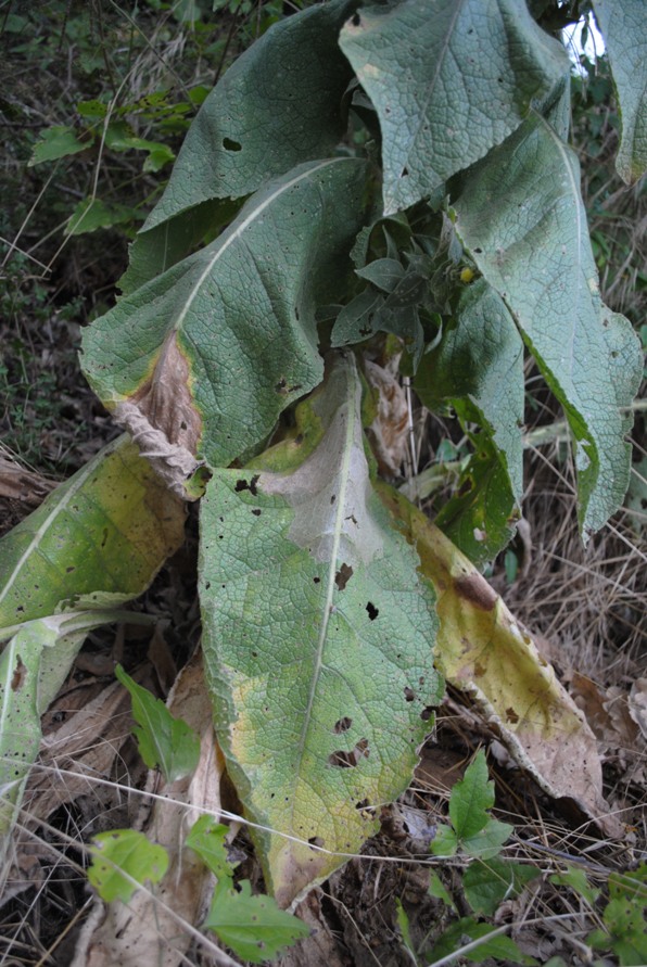 Verbascum mallophorum