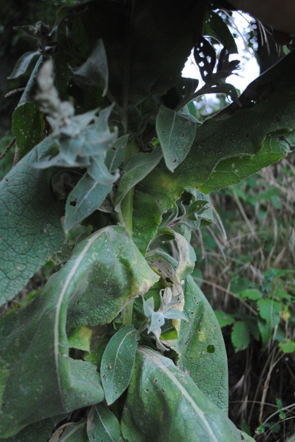 Verbascum mallophorum