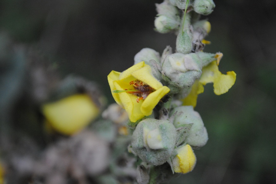 Verbascum mallophorum
