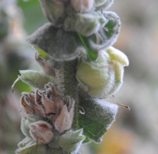 Verbascum mallophorum