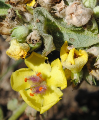 Verbascum mallophorum