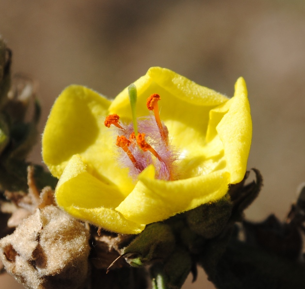 Verbascum mallophorum