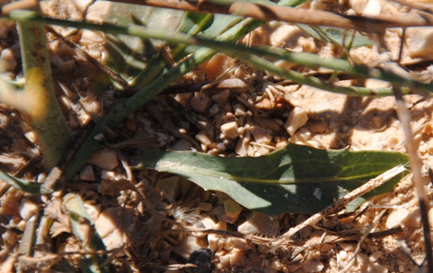 Lactuca? - Chondrilla juncea