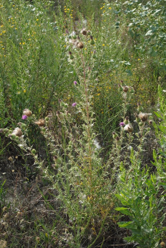 Cirsium vulgare