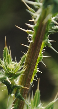 Cirsium vulgare