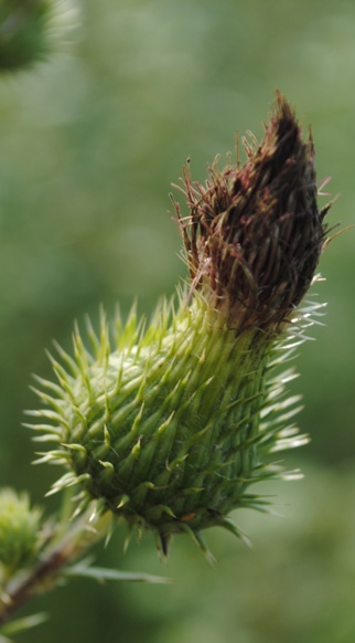 Cirsium vulgare