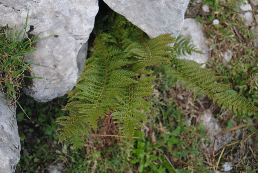 Polystichum cfr. aculeatum
