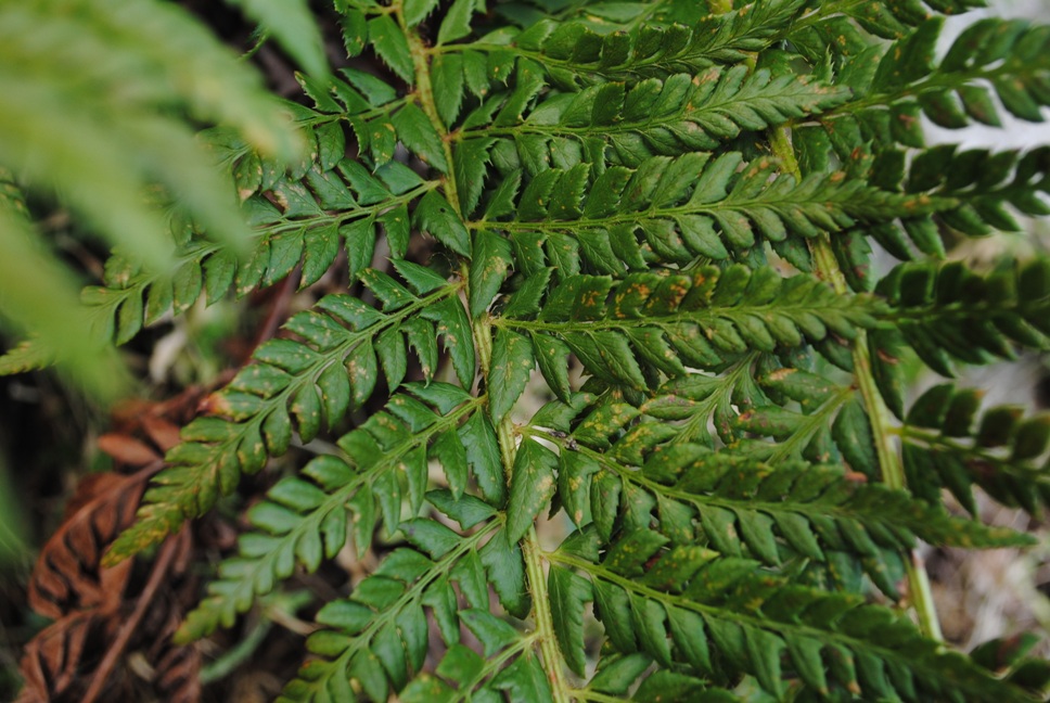 Polystichum cfr. aculeatum