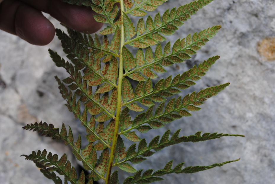 Polystichum cfr. aculeatum