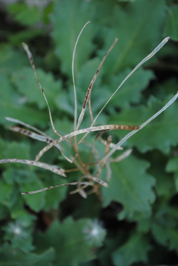 Crucifera - Arabis cfr. alpina