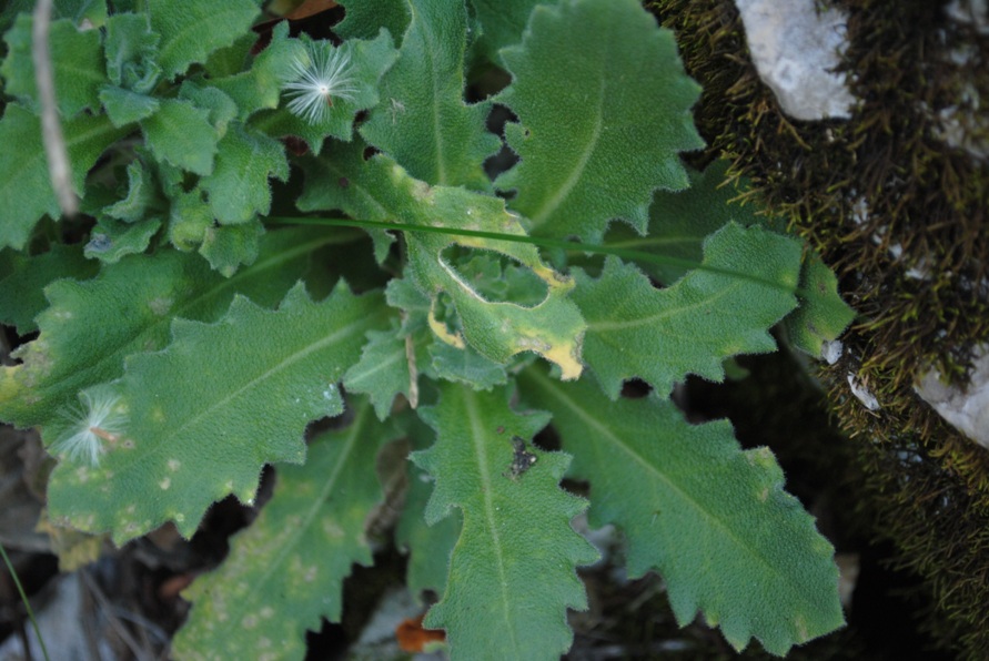 Crucifera - Arabis cfr. alpina