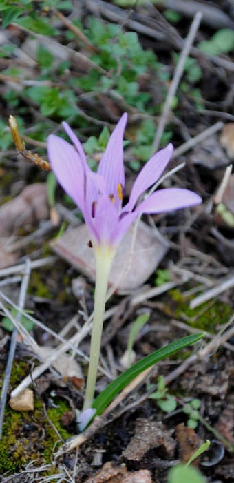 Colchicum cupanii