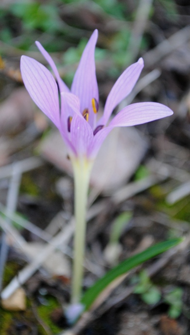 Colchicum cupanii