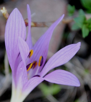 Colchicum cupanii