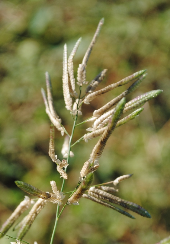 Eragrostis cilianensis